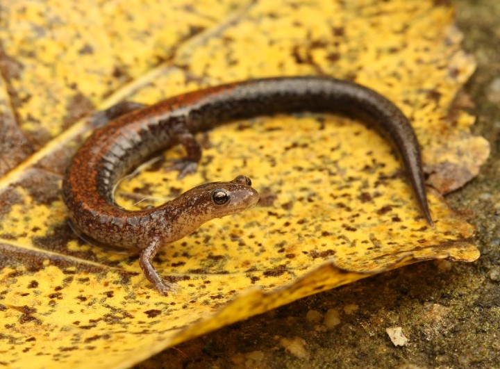 Redback Salamander
